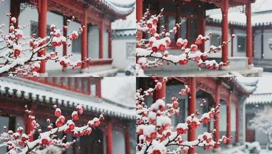 古建筑前雪中红梅特写高清在线视频素材下载