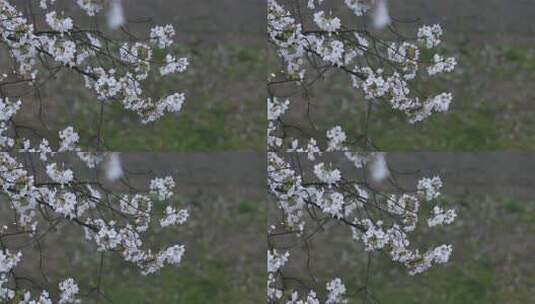 春雨绵绵美丽樱花高清在线视频素材下载