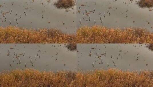 江海湿地深秋芦苇鹭鸟光影高清在线视频素材下载