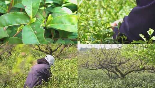 茶农 采茶高清在线视频素材下载