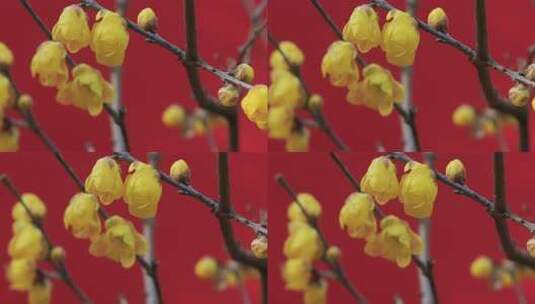 红墙金黄腊梅花朵盛开特写高清在线视频素材下载