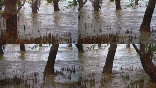 深圳西湾红树林湿地公园高清在线视频素材下载