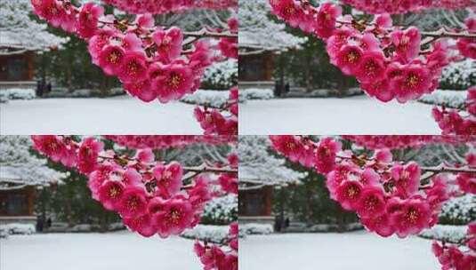 雪中盛开的粉色梅花特写高清在线视频素材下载