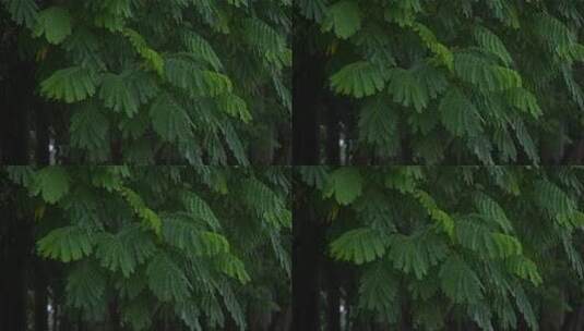 下雨天雨景雨水雨季翠绿羽状树叶特写高清在线视频素材下载