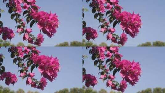 3769_微风吹拂着粉红色的花朵高清在线视频素材下载