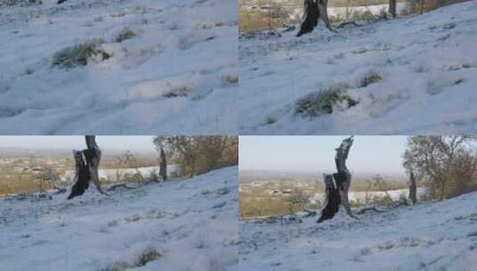 白雪覆盖的乡村枯树的平移镜头高清在线视频素材下载