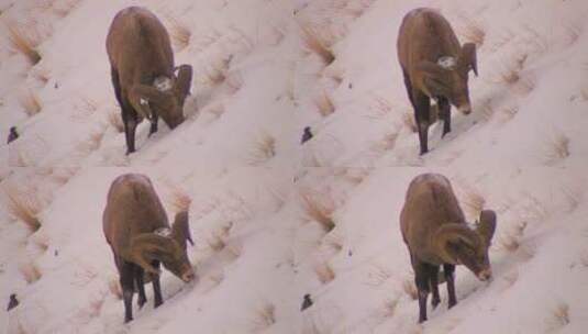 羊在雪地里吃草高清在线视频素材下载