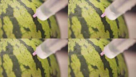 西瓜注水注射糖精实验高清在线视频素材下载