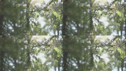 1080p-风吹树，树叶飘动高清在线视频素材下载