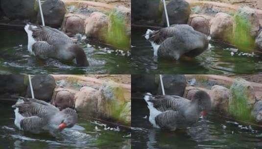 动物园大灰鹅视频洗澡的法国大鹅高清在线视频素材下载
