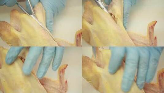 解剖肉鸡尾脂腺淋巴系统细菌高清在线视频素材下载