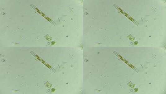 生物科普科研素材 硅藻（淡水）4高清在线视频素材下载
