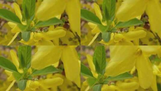 黄色花朵花蕊叶脉迎春花花园高清在线视频素材下载