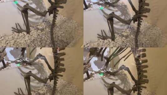 【镜头合集】白垩纪侏罗纪古生物化石高清在线视频素材下载