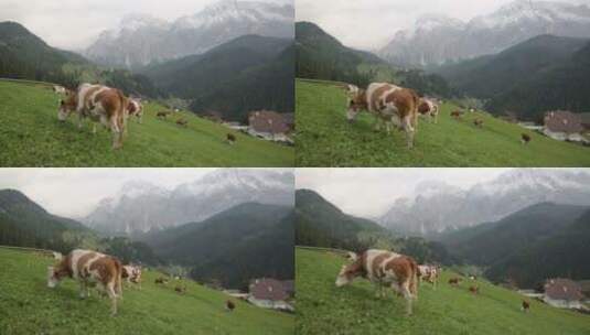 山坡上的奶牛高清在线视频素材下载