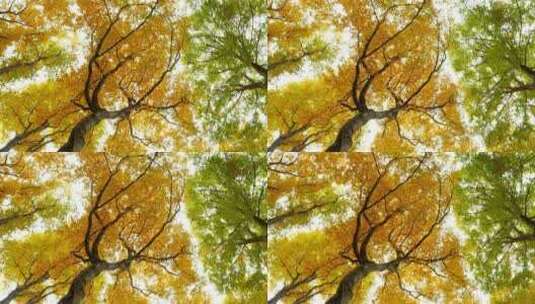 秋树被风吹动的底景高清在线视频素材下载