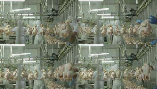 肉禽屠宰加工生产线高清在线视频素材下载
