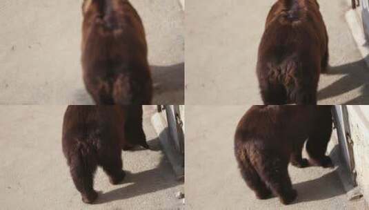 济南动物园动物悠闲的动物们高清在线视频素材下载