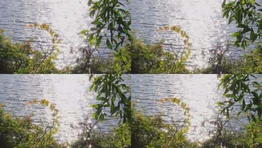 4K实拍晴天波光粼粼的湖面高清在线视频素材下载