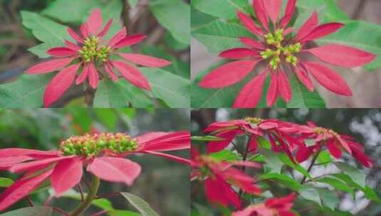 一品红花朵特写镜头花卉特写高清在线视频素材下载