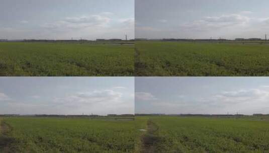 乡村稻田自然风光高清在线视频素材下载