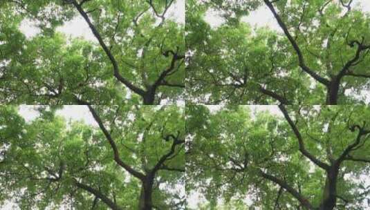 公园里生长旺盛的香樟树高清在线视频素材下载