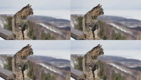 滑雪场悠闲的猫咪4K素材高清在线视频素材下载