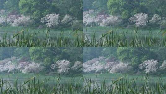 杭州三台山景区乌龟潭高清在线视频素材下载