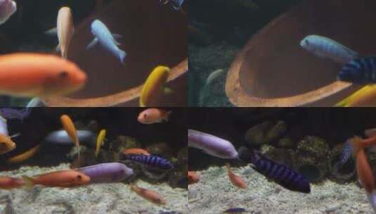 【镜头合集】养鱼三湖慈鲷水族鱼缸高清在线视频素材下载