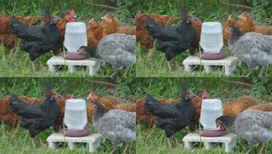 在农场喝水的一群鸡高清在线视频素材下载