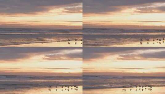 夕阳海岸沙滩海鸥高清在线视频素材下载