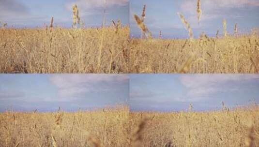 金黄色麦田丰收小麦视频素材高清在线视频素材下载