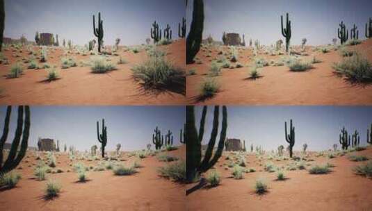 沙漠耐干旱植物分布生长高清在线视频素材下载