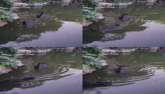 黑天鹅在湖中游动高清在线视频素材下载