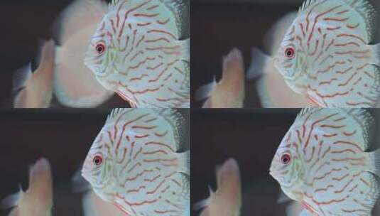 水族馆里各种鱼类视频素材高清在线视频素材下载