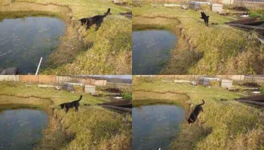 水池边的黑狗来回跑动高清在线视频素材下载