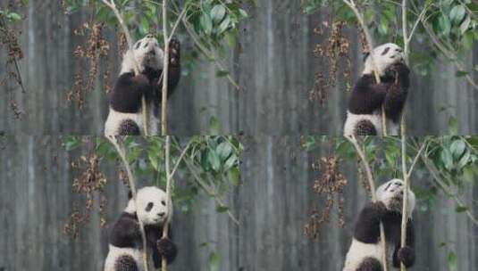 成都大熊猫幼崽玩耍高清在线视频素材下载