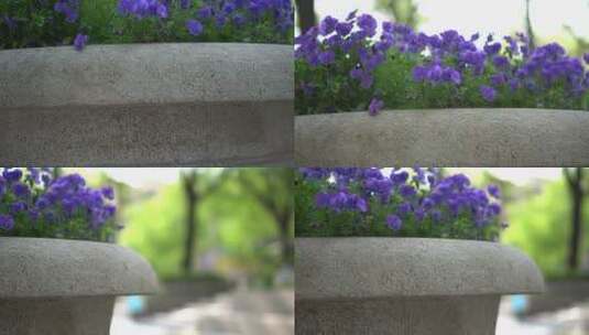 【合集】欧式建筑蓝色小花盆景01高清在线视频素材下载