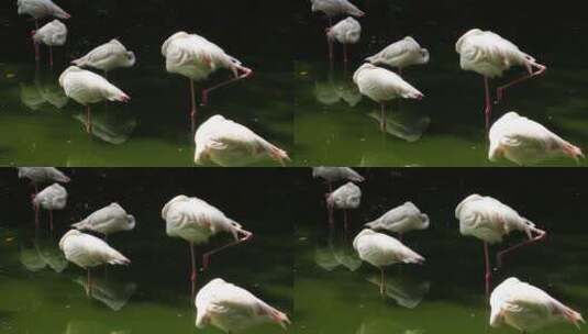 白色的非洲火烈鸟高清在线视频素材下载