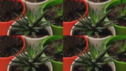 绿色植物的特写高清在线视频素材下载