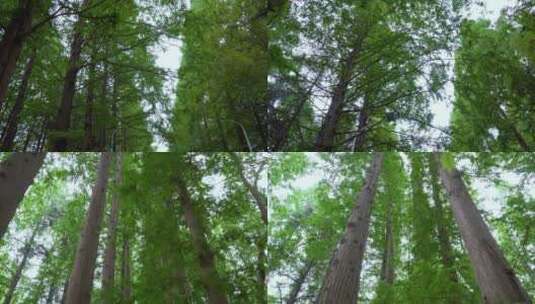 绿色森林 大自然森林 茂密森林高清在线视频素材下载