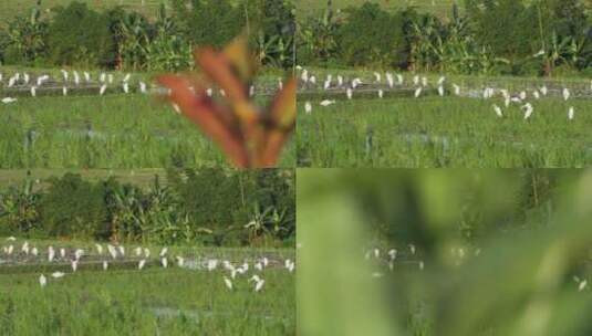 跟踪拍摄过去的稻田中的苍鹭群高清在线视频素材下载