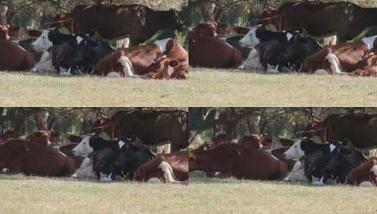 卧在草地上休息的牛群高清在线视频素材下载