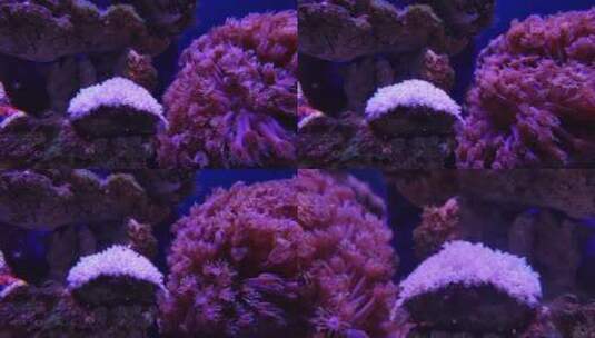 海底珊瑚群高清在线视频素材下载