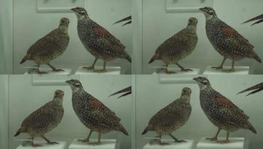 鹧鸪鸽子斑鸠鸟类标本高清在线视频素材下载