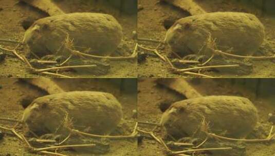 仓鼠田鼠鼹鼠老鼠鼠疫鼠害高清在线视频素材下载