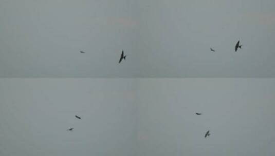燕子鸟飞高清在线视频素材下载