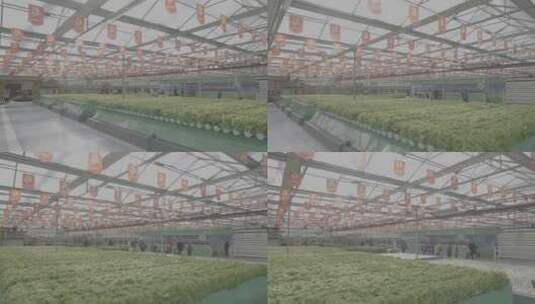科技农业温室大棚-智慧农业高清在线视频素材下载