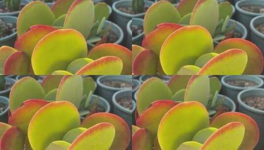 唐印唯美盆栽植物高清在线视频素材下载