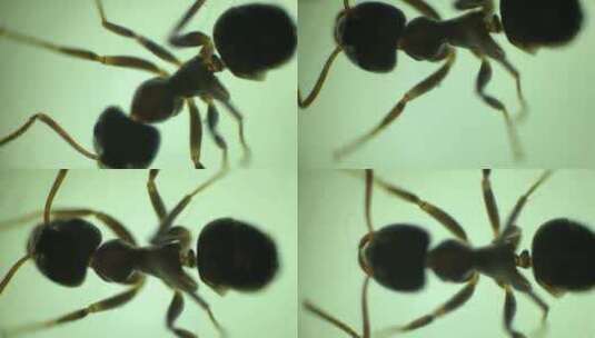 显微镜下放大40倍的蚂蚁高清在线视频素材下载